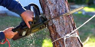 Best Tree Maintenance Programs  in Christiansburg, VA