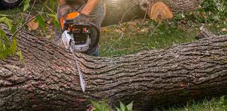 Best Lawn Renovation and Restoration  in Christiansburg, VA