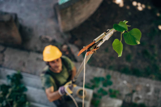 How Our Tree Care Process Works  in  Christiansburg, VA