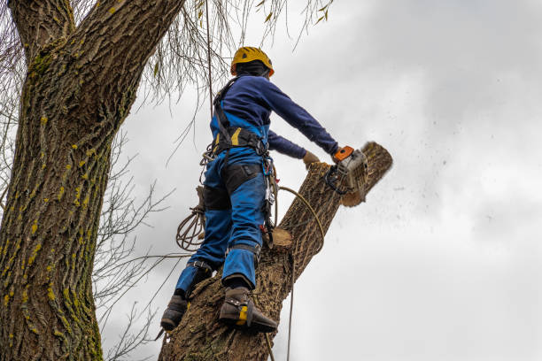 Best Aeration Services  in Christiansburg, VA