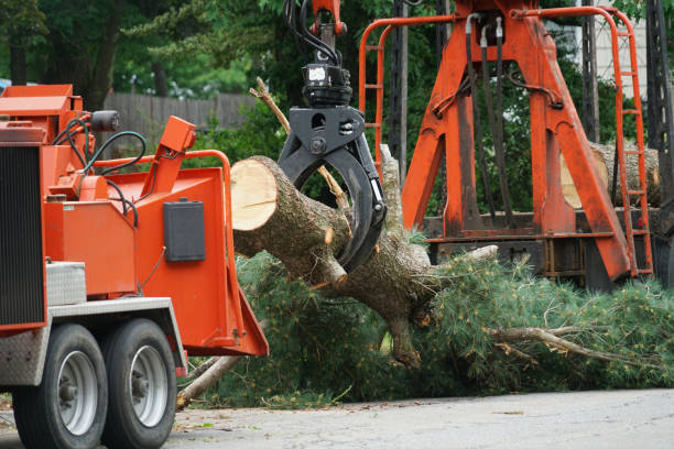 Best Fruit Tree Pruning  in Christiansburg, VA