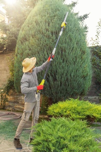 Best Seasonal Cleanup (Spring/Fall)  in Christiansburg, VA