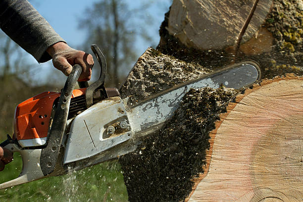 Best Tree Risk Assessment  in Christiansburg, VA